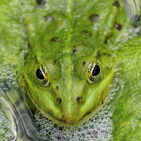 Buy canvas prints of Green frog in pond by Matthias Hauser