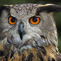 Buy canvas prints of Eagle owl portrait by Matthias Hauser