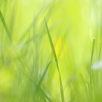 Buy canvas prints of Green grass on spring meadow by Matthias Hauser