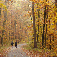 Buy canvas prints of Forest in autumn Schoenbuch Germany by Matthias Hauser