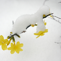 Buy canvas prints of Yellow Winter Jasmine with snow by Matthias Hauser