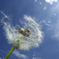 Buy canvas prints of Dandelion and blue sky by Matthias Hauser