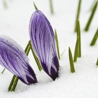 Buy canvas prints of Crocus in spring with snow by Matthias Hauser