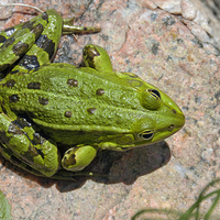 Buy canvas prints of Green frog by Matthias Hauser