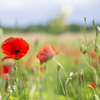 Buy canvas prints of Flower meadow with red poppy by Matthias Hauser