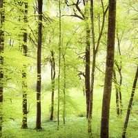 Buy canvas prints of Bright green trees in spring by Matthias Hauser