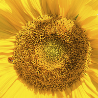 Buy canvas prints of Giant sunflower and little ladybug by Matthias Hauser