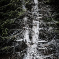 Buy canvas prints of Eerie tree in dark forest by Matthias Hauser