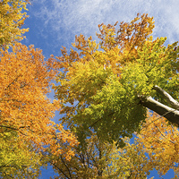 Buy canvas prints of Trees with autumn colours by Matthias Hauser