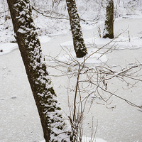 Buy canvas prints of Snowy trees in frozen pond by Matthias Hauser