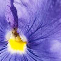 Buy canvas prints of Purple and yellow pansy detail by Matthias Hauser