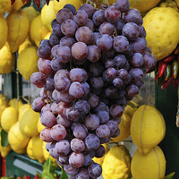 Buy canvas prints of Grapes and lemons by Matthias Hauser