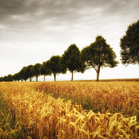 Buy canvas prints of Golden cornfield and trees by Matthias Hauser