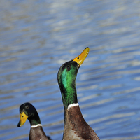 Buy canvas prints of Hungry duck by Matthias Hauser