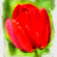 Buy canvas prints of Red tulip aquarell painting by Matthias Hauser