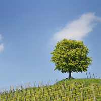 Buy canvas prints of Green tree and blue sky by Matthias Hauser