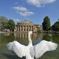Buy canvas prints of Swan spreads wings in Stuttgart by Matthias Hauser