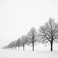 Buy canvas prints of Row of trees in winter by Matthias Hauser
