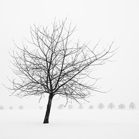 Buy canvas prints of Bare tree in winter by Matthias Hauser