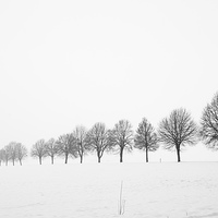 Buy canvas prints of Minimalist winter landscape with trees by Matthias Hauser