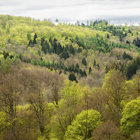 Buy canvas prints of Shades of green - spring forest by Matthias Hauser