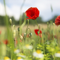 Buy canvas prints of Summer meadow with red poppy by Matthias Hauser