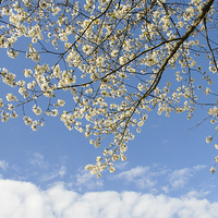 Buy canvas prints of White blossoms blue sky by Matthias Hauser