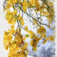 Buy canvas prints of Yellow leaves and first snow by Matthias Hauser