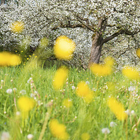 Buy canvas prints of Spring meadow with yellow flowers by Matthias Hauser