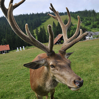 Buy canvas prints of Deer with impressive antlers by Matthias Hauser