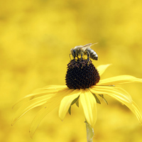 Buy canvas prints of Yellow flower and a bee by Matthias Hauser