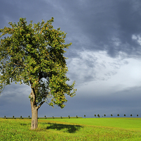 Buy canvas prints of Tree green meadow dramatic sky by Matthias Hauser