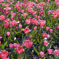 Buy canvas prints of Pink tulips by Matthias Hauser
