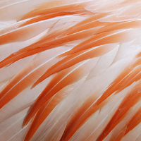 Buy canvas prints of Flamingo feathers orange and white by Matthias Hauser
