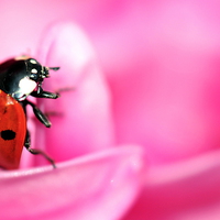 Buy canvas prints of ladybird on pink flower by claire norman