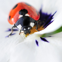 Buy canvas prints of close up ladybird by claire norman