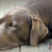 Buy canvas prints of chocolate labrador sleeping by claire norman
