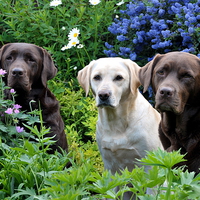 Buy canvas prints of pretty garden and dogs by claire norman