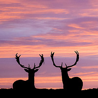 Buy canvas prints of stags at sunset by claire norman
