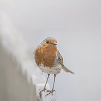 Buy canvas prints of Robin in the snow by claire norman