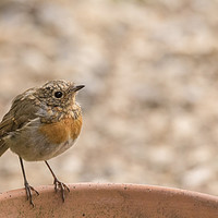 Buy canvas prints of Baby robin by claire norman