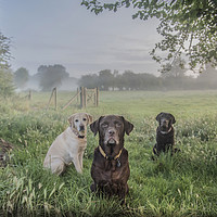 Buy canvas prints of Dogs in the park by claire norman