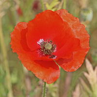 Buy canvas prints of Poppy blowing in the breeze by Tim  Senior