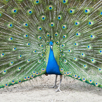 Buy canvas prints of Peacock Display by Heather Wise