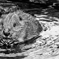 Buy canvas prints of Bathing Beaver. by Heather Wise
