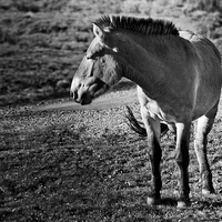 Buy canvas prints of Przewalkskis Wild Horse by Heather Wise