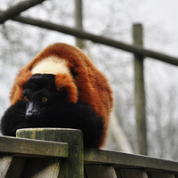 Buy canvas prints of Red Lemur by Heather Wise