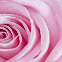 Buy canvas prints of Close-up Rose Petals by Heather Wise
