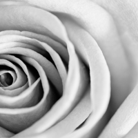Buy canvas prints of Black and White Rose in Bloom by Heather Wise