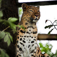Buy canvas prints of Female Leopard by Heather Wise